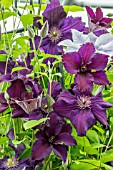 CLEMATIS RASPUTIN