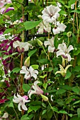 CLEMATIS PRINCESS KATE