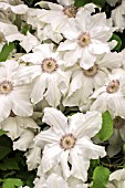 CLEMATIS FUYA-NO-TABI