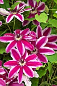 CLEMATIS PAMINA