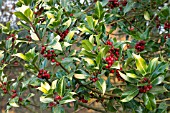 ILEX AQUIFOLIUM FLAVESCENS