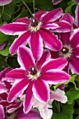 CLEMATIS PAMINA