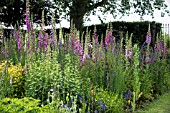 DIGITALIS PURPUREA SELF SOWN IN COMPOST