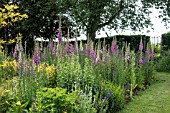 DIGITALIS PURPUREA SELF SOWN IN COMPOST