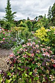 SUMMER GARDEN WITH HYDRANGEA