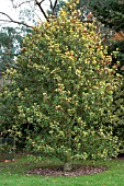 ILEX AQUIFOLIUM FLAVESCENS