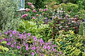 SUMMER GARDEN WITH GERANIUM GRANDIFLORA AND PICEA