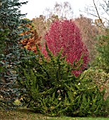 LIQUIDAMBER STYRACIFLUA PALO ALTO AND CONIFERS