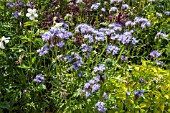 PHACELIA TANECETIFOLIA