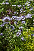 PHACELIA TANECETIFOLIA