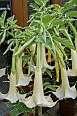 BRUGMANSIA CANDIDA VARIEGATA