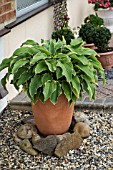 HOSTA IN POT