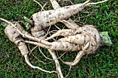 PARSNIP PINNACLE WITH FORKED ROOTS