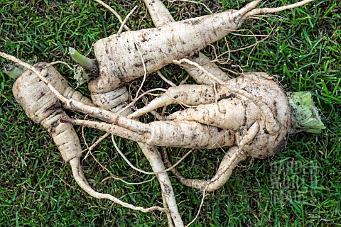 PARSNIP_PINNACLE_WITH_FORKED_ROOTS