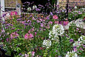 CLEOME SPINOSA AND VERBENA BONARIENSIS