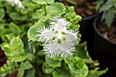 PARNASSIA FOLIOSA VAR. FOLIOSA