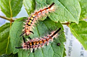 CATERPILLAR ORGYIA ANTIQUA