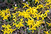 FORSYTHIA PAULINA