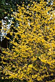 FORSYTHIA NORTHERN GOLD