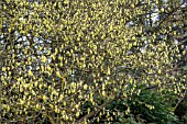 CORYLOPSIS GLABRESCENS