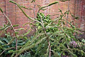 PICEA ABIES CINCINNATA