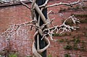 WISTERIA SHOWING CLIMBING SYSTEM