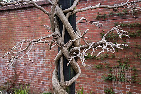 WISTERIA_SHOWING_CLIMBING_SYSTEM