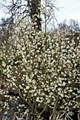 AMELANCHIER CANADENSIS RAINBOW PILLER = GLENN FORM