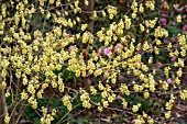 CORYLOPSIS SINENSIS VAR SINENSIS SPRING PURPLE