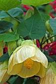 ABUTILON CANARY BIRD