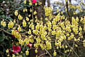 CORYLOPSIS SINENSIS VAR SINENSIS SPRING PURPLE