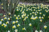 NARCISSUS WISLEY