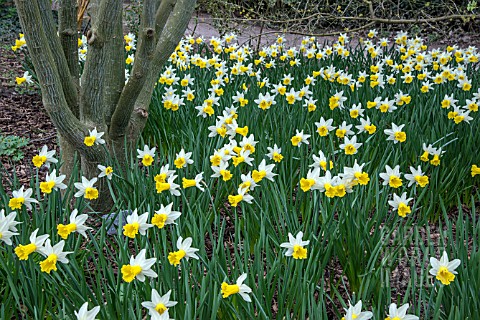 NARCISSUS_WISLEY