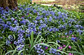 SCILLA MESSENIACA
