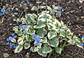 BRUNNERA MACROPHYLLA DAWSONS WHITE