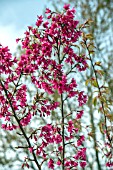 PRUNUS CAMPANULATA FELIX JURY