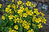 RANUNCULUS CORTUSIFOLIUS