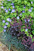 GERANIUM ROZANNE, FESTUCA AND SEDUM