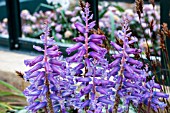 LACHENALIA RUPERT (AFRICAN BEAUTY SERIES)