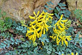 CORYDALIS WILSONII