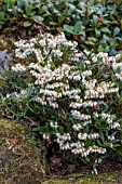 PIERIS JAPONICA PRELUDE