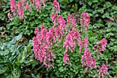 CORYDALIS GEORGE BAKER