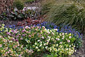 LATE WINTER COLOUR WITH HELLEBORUS ORIENTALIS HYBRIDS PULMONARIA AND BERGENIA