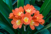 CLIVIA MINIATA