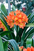 CLIVIA MINIATA