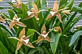 COELOGYNE LAWRENCEANA