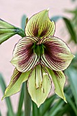 HIPPEASTRUM AMARYLLIS PAPILIO