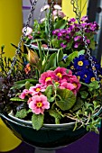 HANGING BASKET IN SPRING