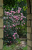 CAMELLIA X WILLIAMSII DONATION AGM THROUGH STONE ARCH