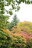 WINKWORTH ARBORETUM EARLY AUTUMN COLOUR